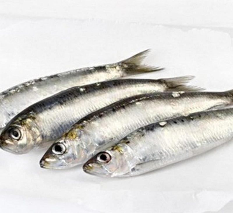 sardina-congelada