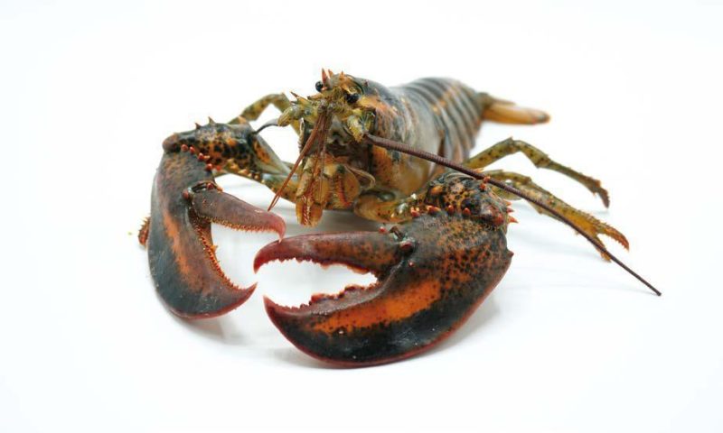 bogavante