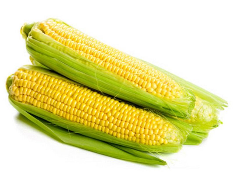 maíz en mazorca