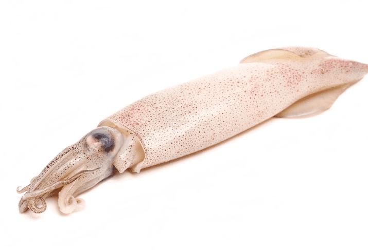 calamar patagónico