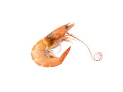 Langostino Vannamei